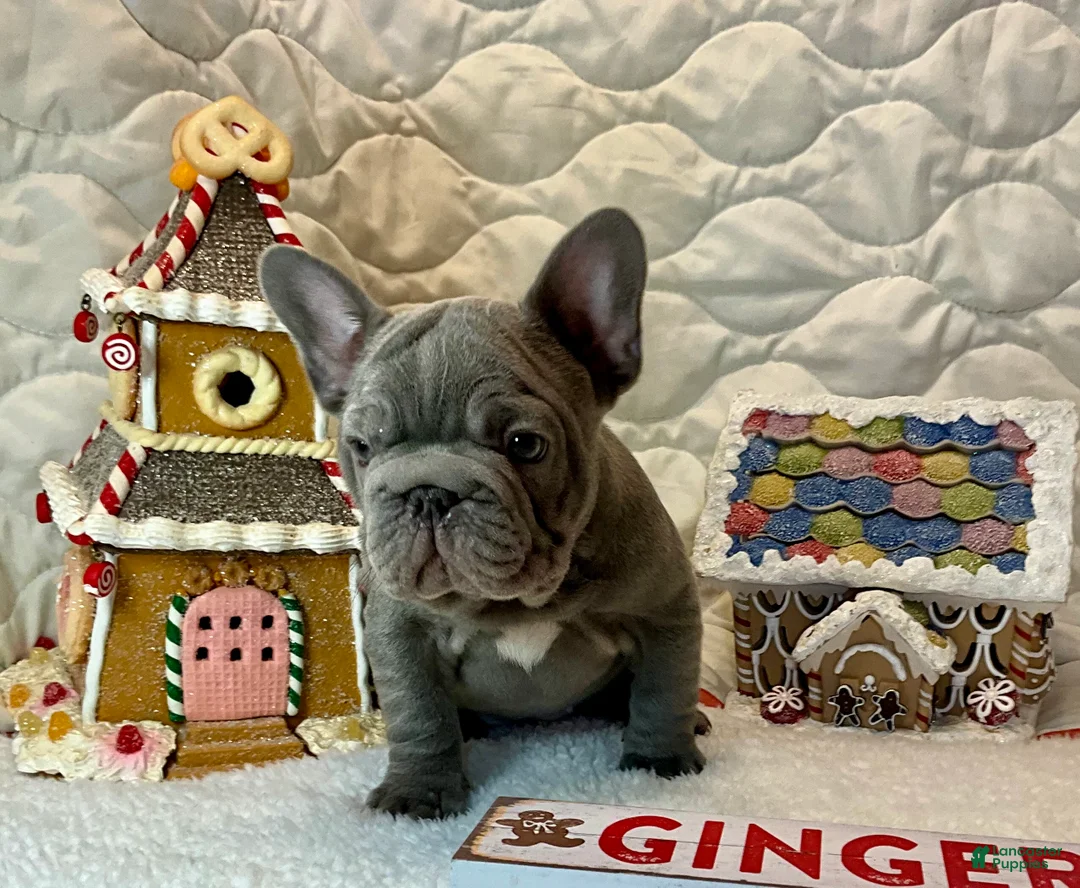 French Bulldog dogs for sale: River  - Ad 14