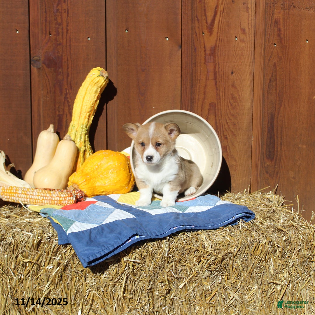 Welsh Corgi Pembroke dogs for sale: Macy - Ad 6