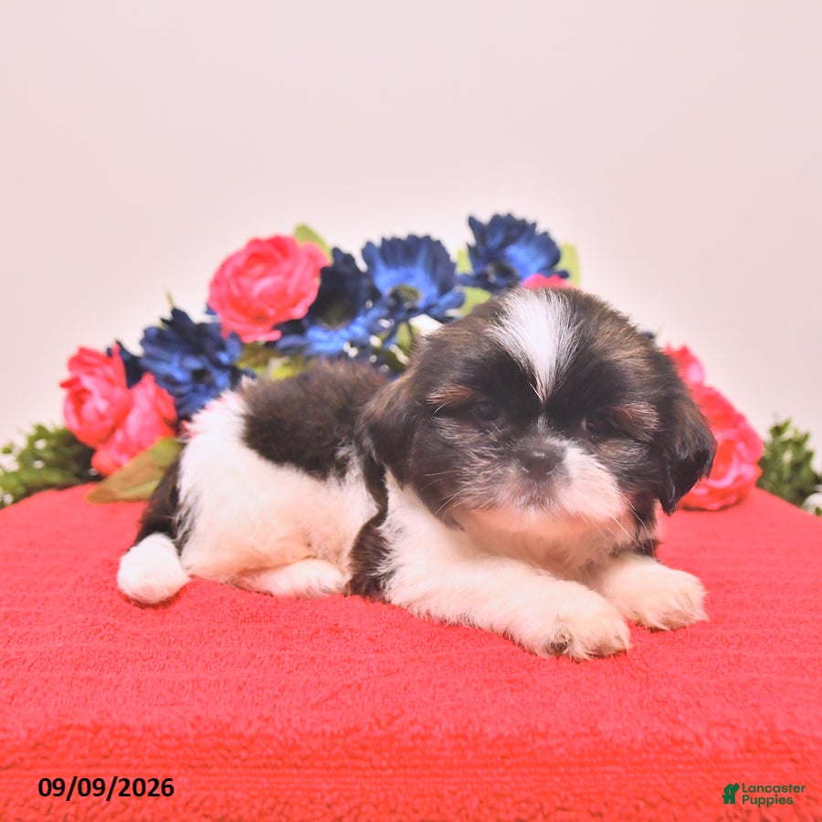 Shih Tzu dogs Nash - Ad 2