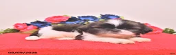 Shih Tzu dogs for sale: Nash - Ad 2