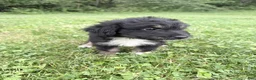 Aussiedoodle dogs for sale: Sunny - Ad 4