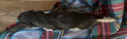 Havanese dogs for sale: Axel - Ad 5