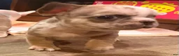French Bulldog dogs for sale: Howard stern  - Ad 2