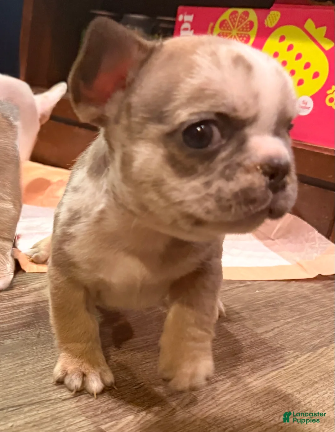 French Bulldog dogs for sale: Howard stern  - Ad 2