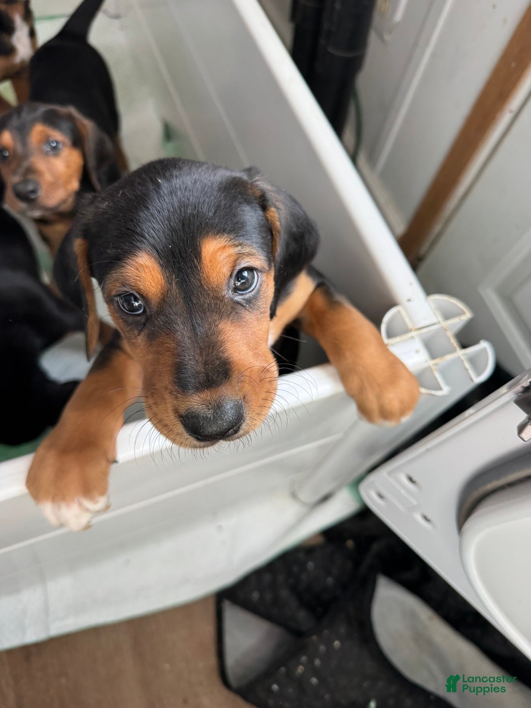 Mixed Breed dogs for sale: Mixed Breed Puppy 4 - Ad 6