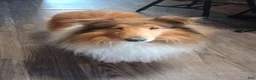 Collie dogs for sale: Reef - Ad 5