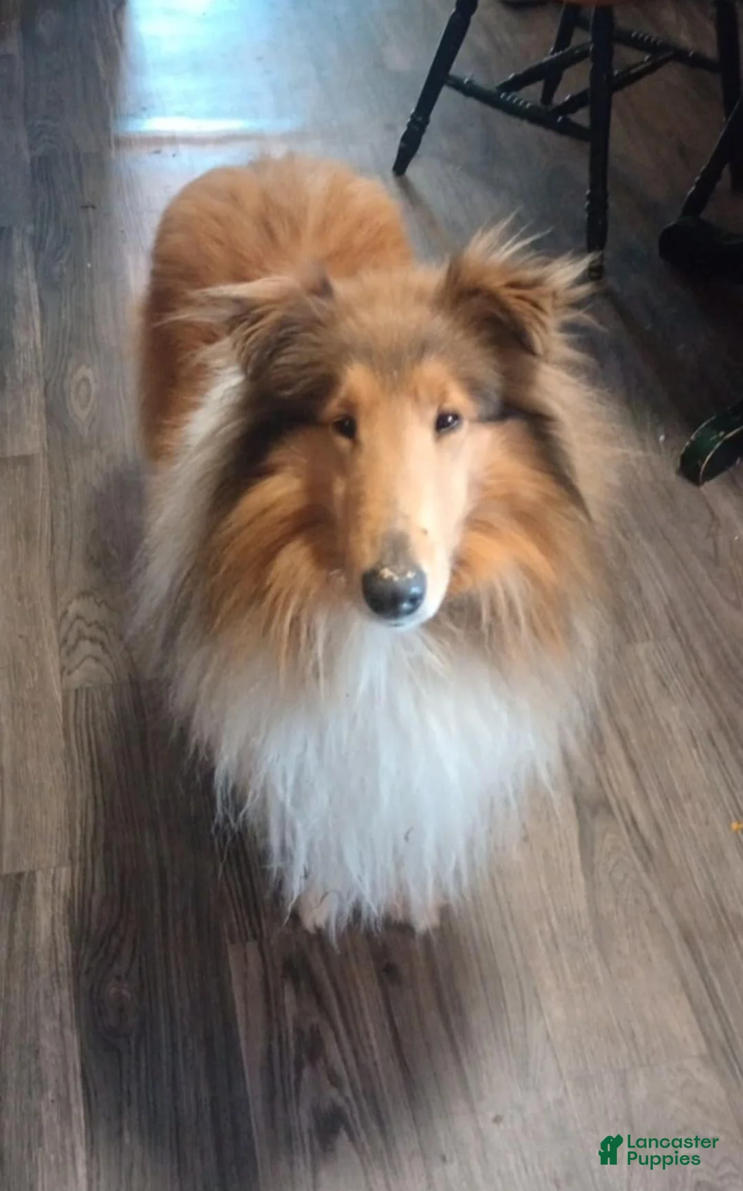 Collie dogs for sale: Reef - Ad 5