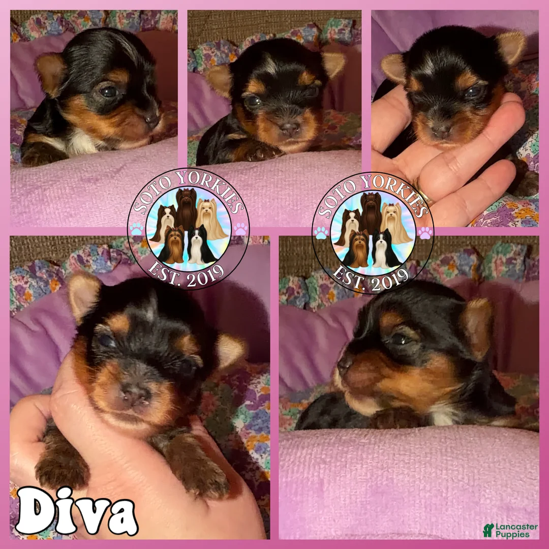 Yorkshire Terrier dogs for sale:  Diva - Ad 2