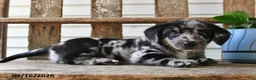 Mixed Breed dogs for sale: Smokey - Ad 5