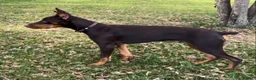 Doberman Pinscher dogs for sale: Diesel - Ad 13