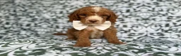 Cockapoo dogs for sale: Mikey - Ad 7