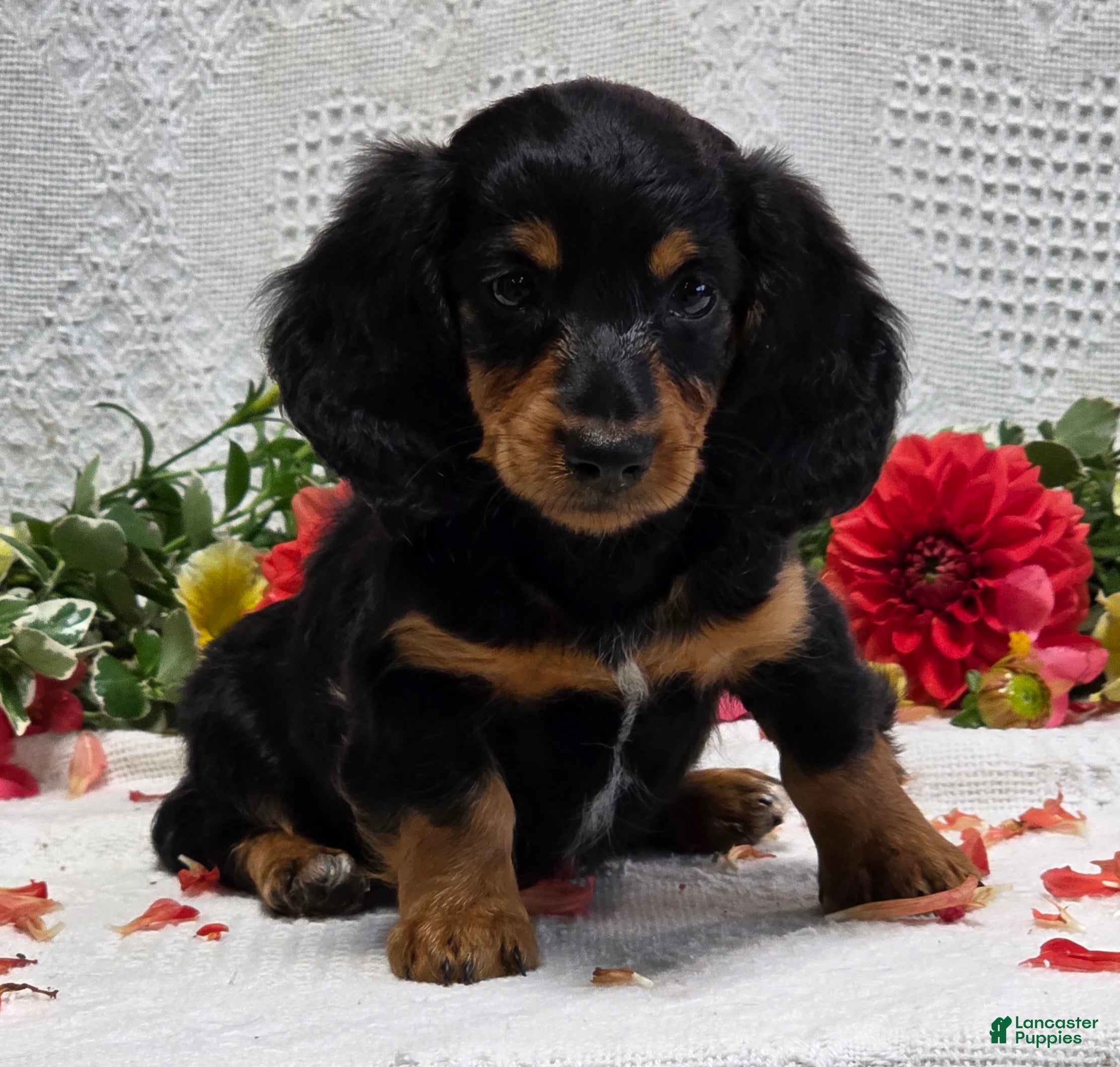 Miniature Dachshund dogs Royal - Ad 2