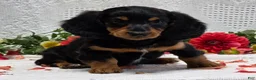 Miniature Dachshund dogs for sale: Royal - Ad 2