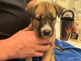 Mixed Breed dogs Peaches - Ad 11