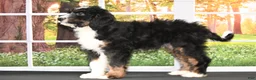 Bernedoodle dogs for sale: Dora Bernedoodle 6 - Ad 6
