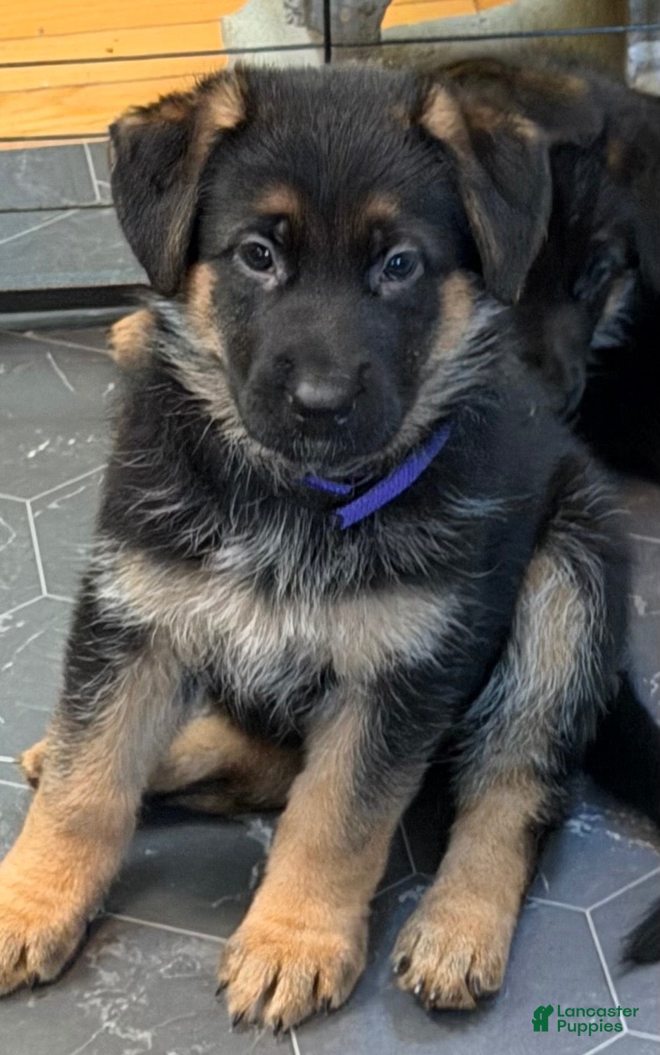 German Shepherd dogs Purple collar female  - Ad 2
