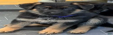 Purple collar female 