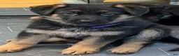 German Shepherd dogs for sale: Purple collar female  - Ad 1