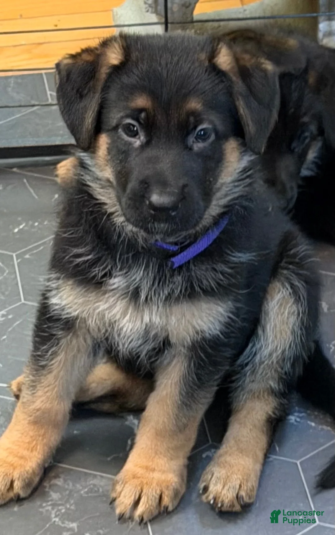 German Shepherd dogs for sale: Purple collar female  - Ad 1