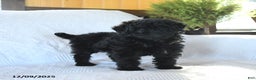 Miniature Poodle dogs for sale: Pepper - Ad 1