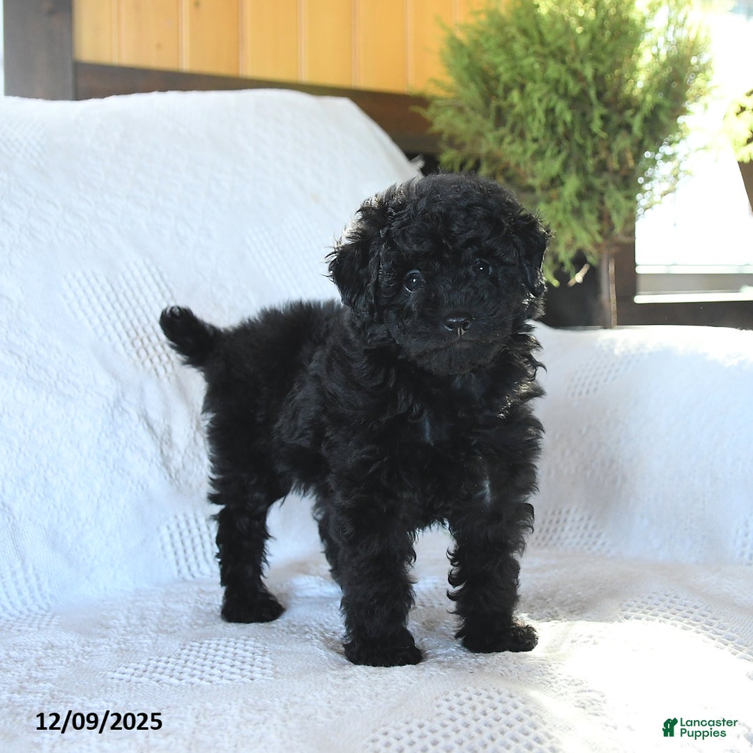 Miniature Poodle dogs for sale: Pepper - Ad 1