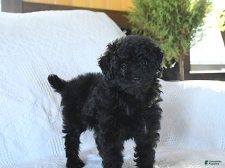 Miniature Poodle dogs Pepper - Ad 16