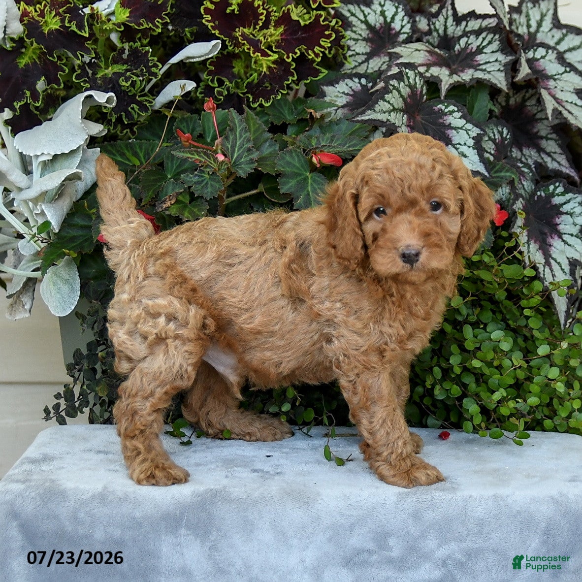 Cavapoo dogs for sale: Zion - Ad 4