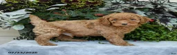 Cavapoo dogs for sale: Zion - Ad 1
