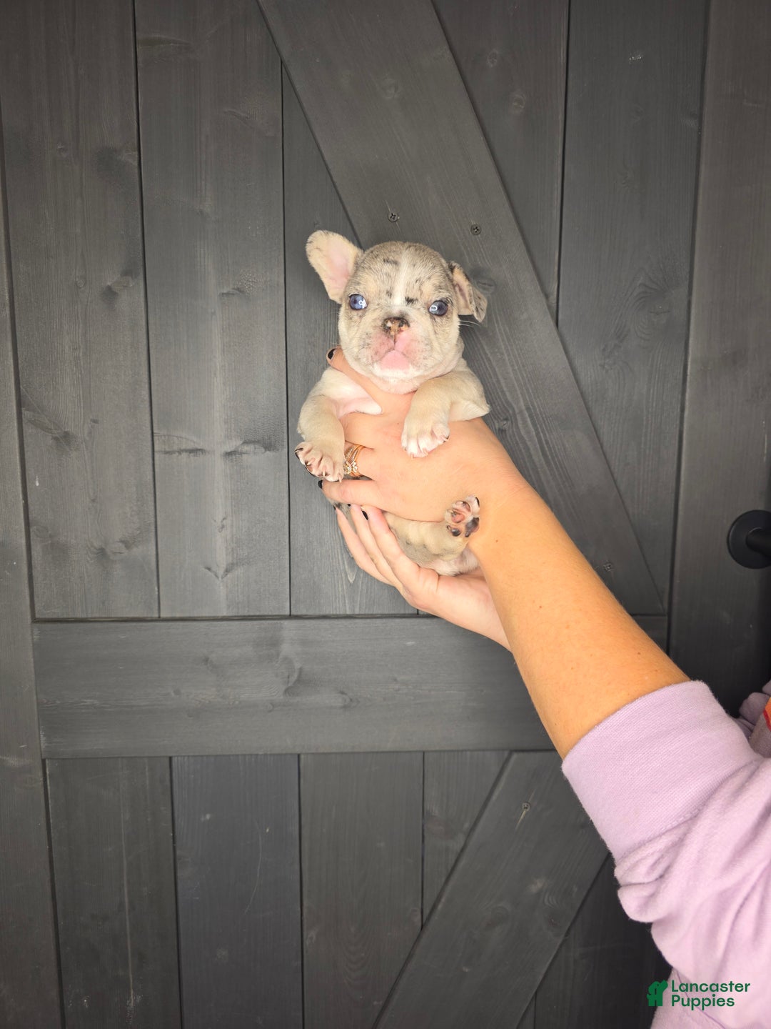 French Bulldog dogs for sale: French Bulldog Puppy 3 - Ad 9