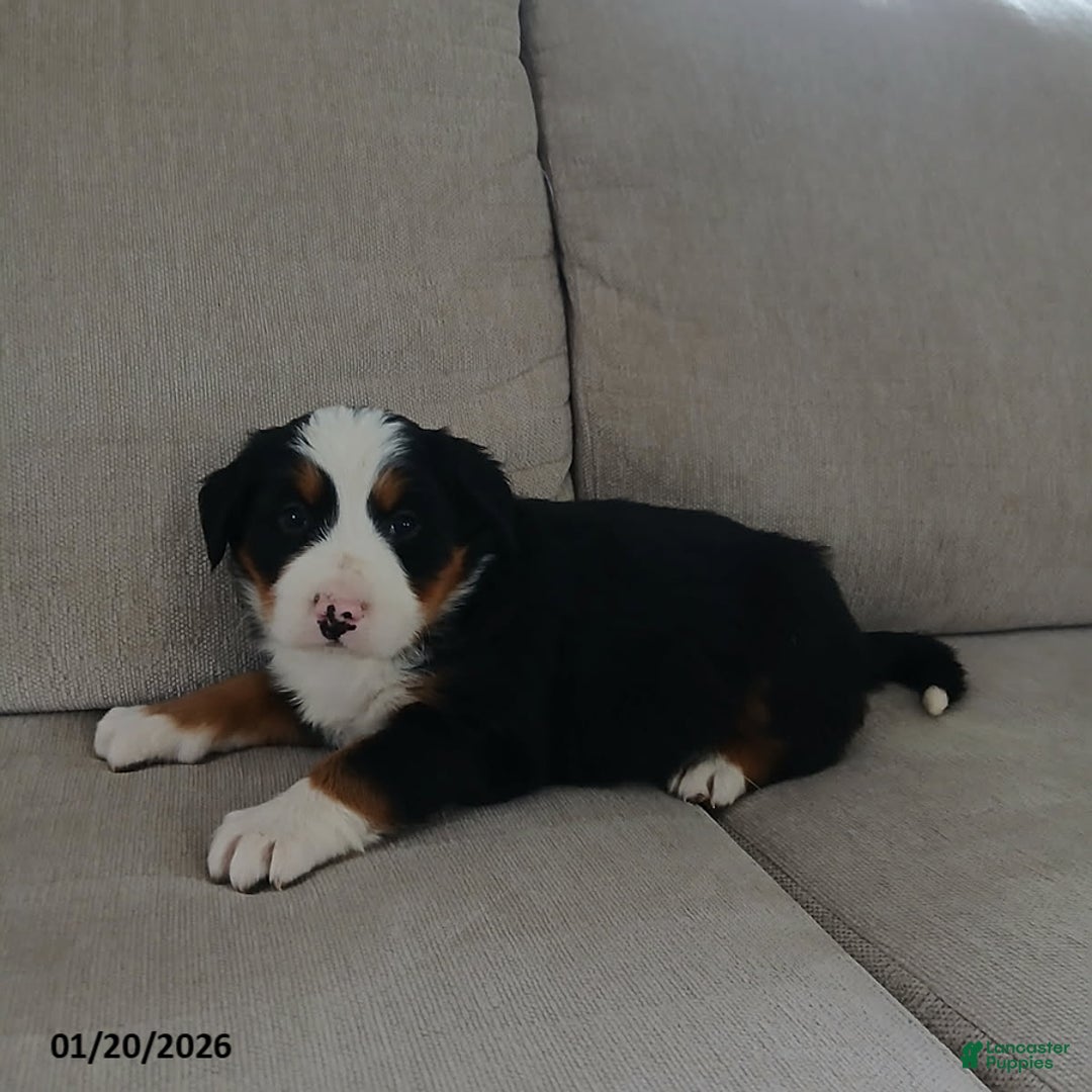 Bernese Mountain Dog dogs for sale: Grant - Ad 5
