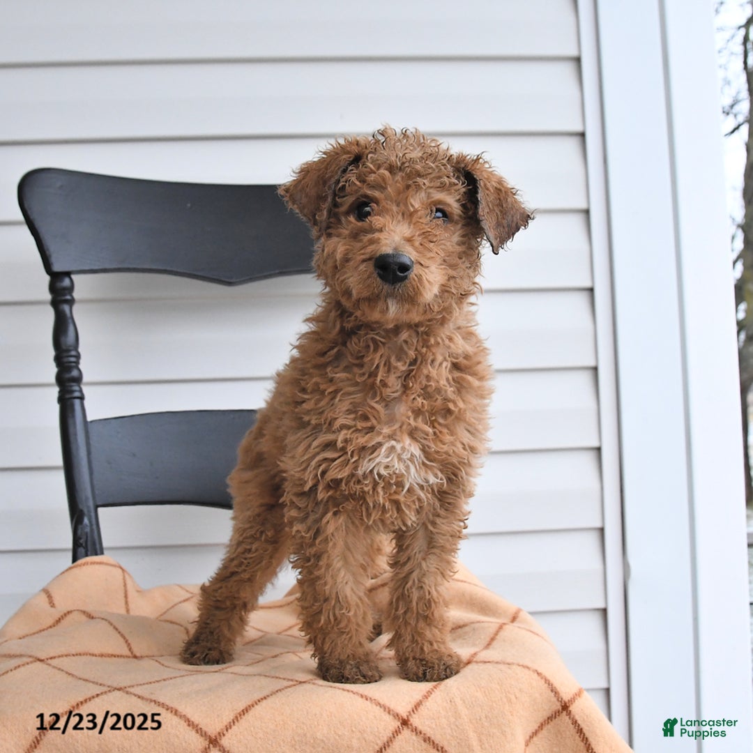 Goldendoodle dogs for sale: Bubbles - Ad 2