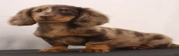 Dachshund dogs for sale: Rusty - Ad 5