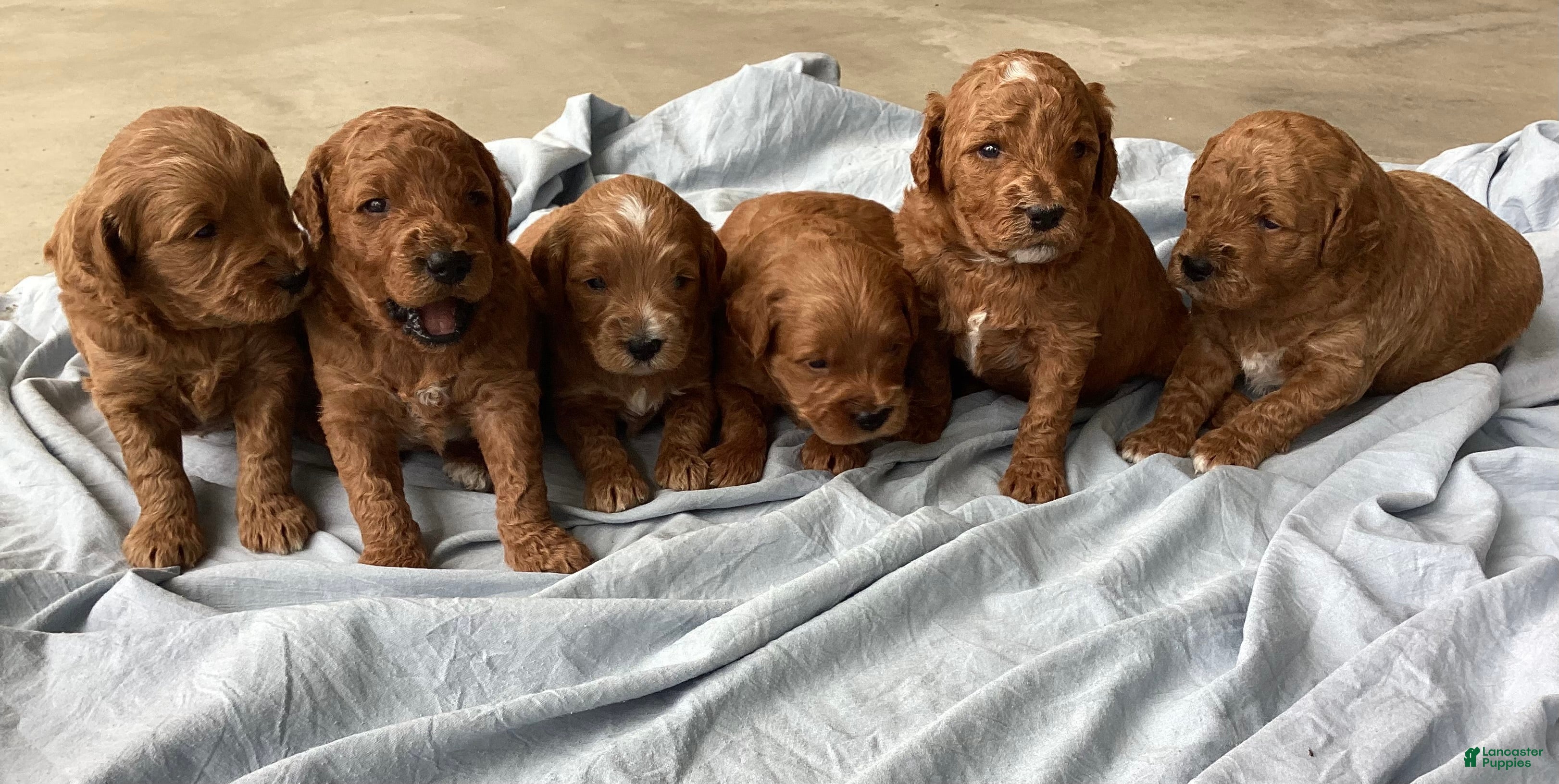 Mini Goldendoodle dogs Mini Goldendoodle “Milo” - Ad 2