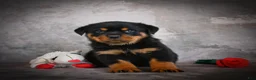 Rottweiler dogs for sale: Logan - Ad 3