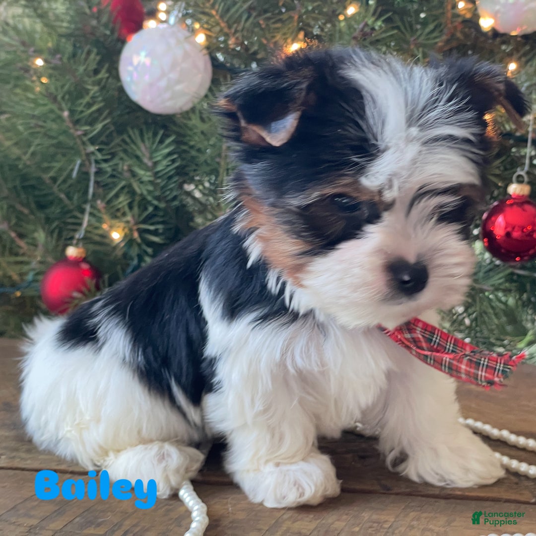 Mixed Breed dogs for sale: Baily - Ad 3