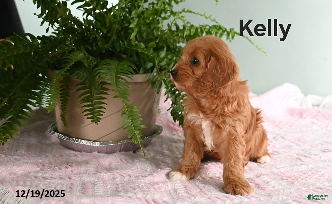 Cavapoo dogs for sale: Kelly - Ad 3