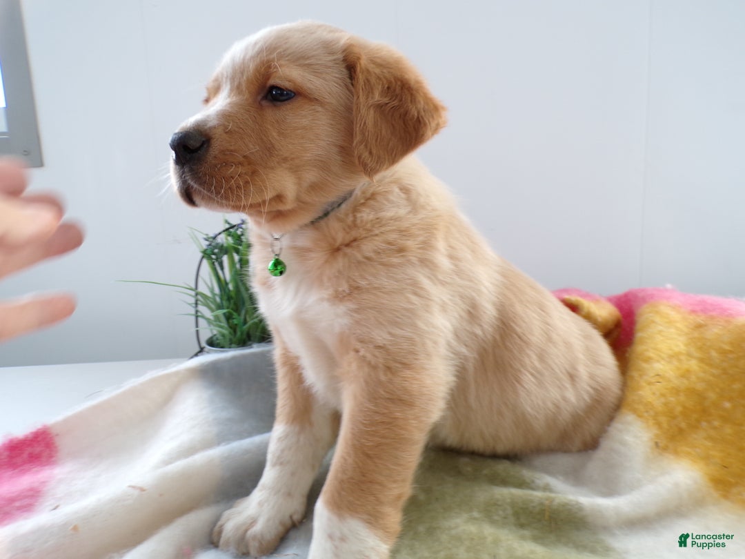 Gallery Image {{count}}