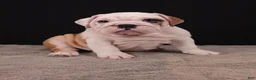 English Bulldog dogs for sale: Sally  - Ad 5