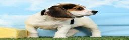Beagle dogs for sale: Trooper - Ad 3
