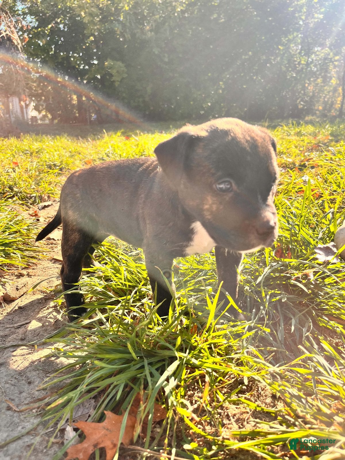 Mixed Breed dogs for sale: Boy 1 - Ad 1