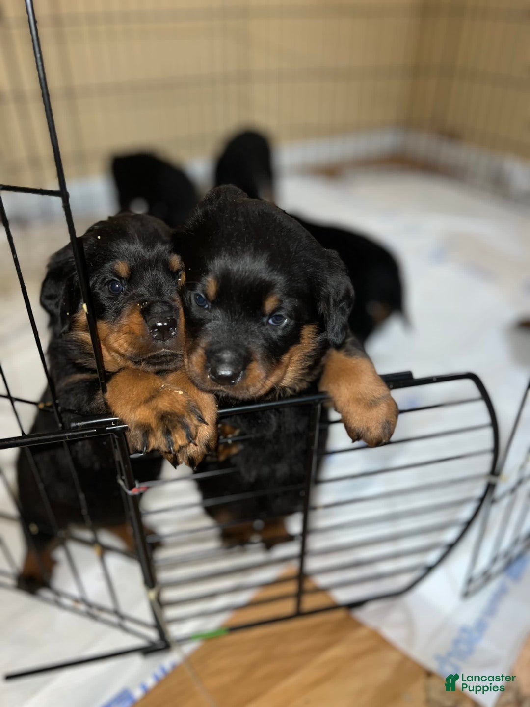 Gallery Image {{count}}