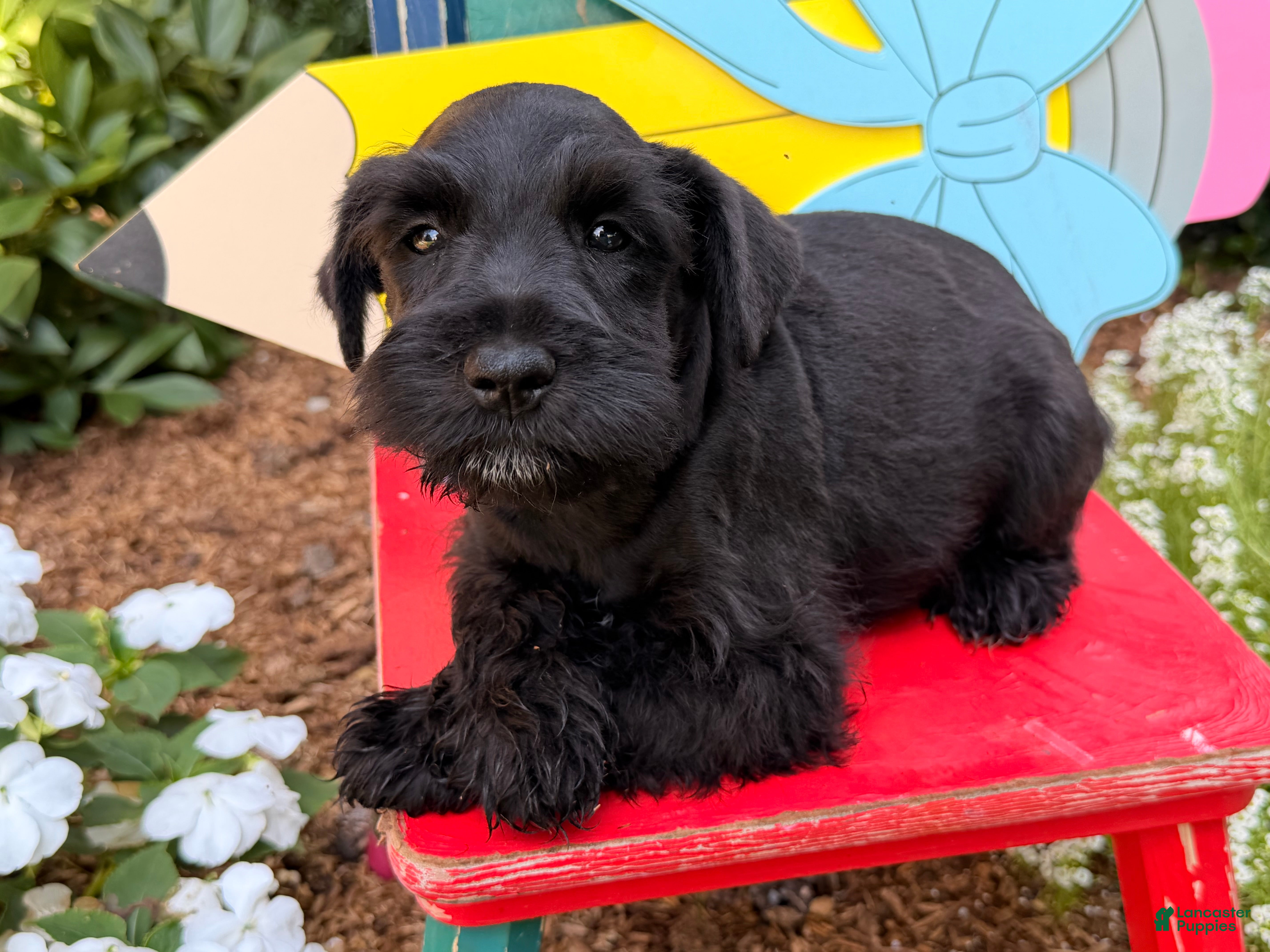Miniature Schnauzer dogs Marley - Ad 1