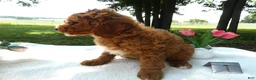 Mini Goldendoodle dogs for sale: Mini Goldendoodle 1 Custer - Ad 2