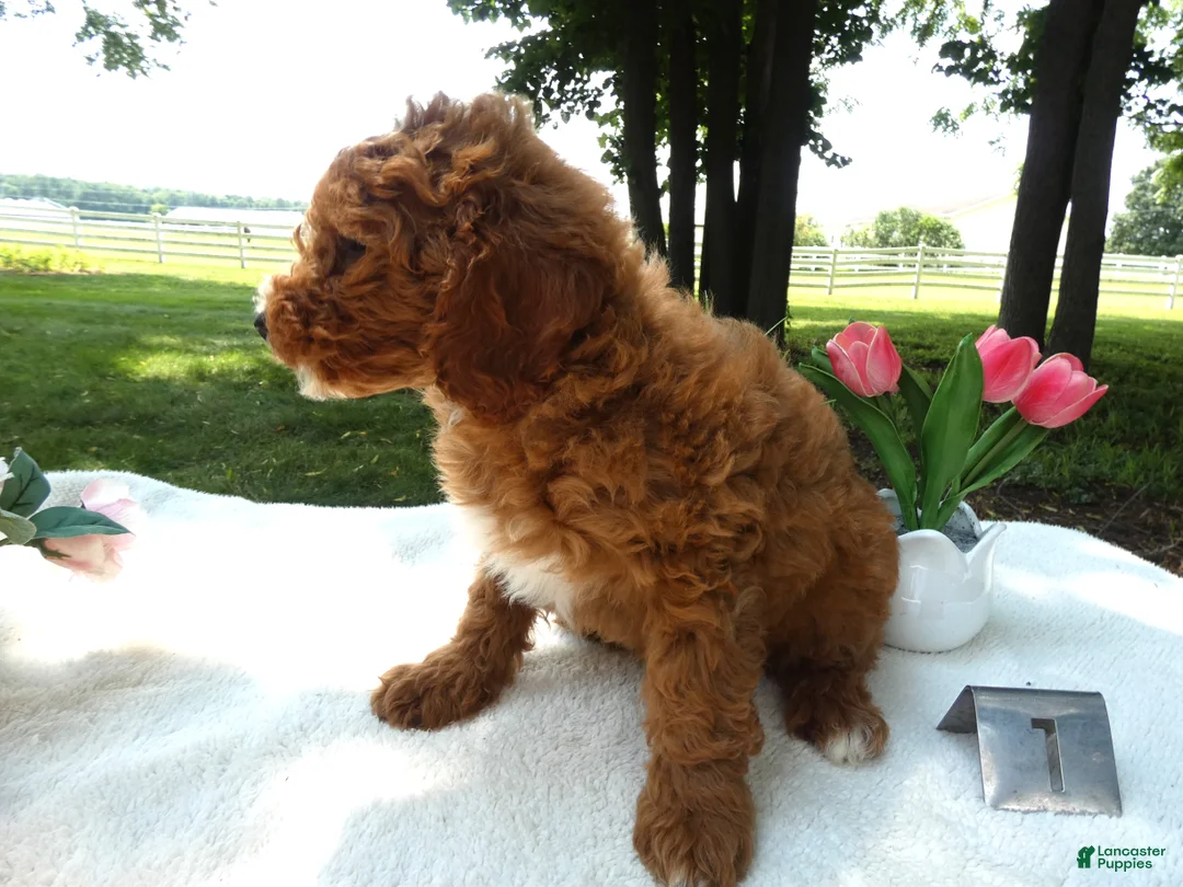 Mini Goldendoodle dogs for sale: Mini Goldendoodle 1 Custer - Ad 2