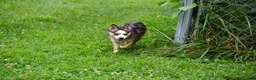 Pomsky dogs for sale: Presley - Small Girl - Ad 9