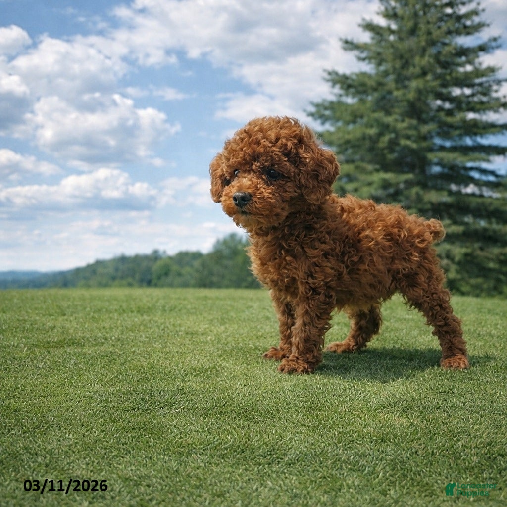 Miniature Poodle dogs Milo - Ad 2