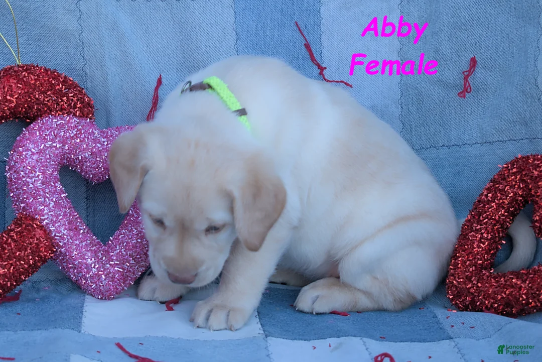 Labrador Retriever dogs for sale: Abby - Ad 4
