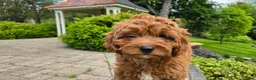 Cavapoo dogs for sale: Harvey - Ad 9