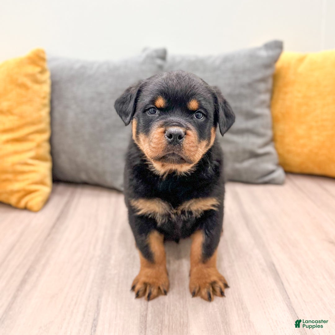 Rottweiler dogs for sale: Ranger - Ad 6