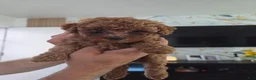 Miniature Poodle dogs for sale: Miniature Poodle Puppy 3 - Ad 3